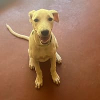 BLANCO PAA24253, chien à adopter