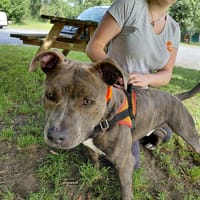 BOLIVAR, chien à adopter