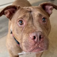 JINA, chienne à adopter