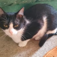 TAMARIS, chatte à adopter