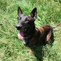 MAMBO, chien à adopter