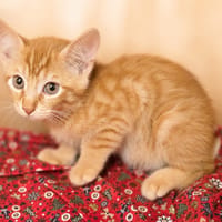 Picasso [Chaton], chat à adopter