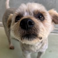 ROMA, chien à adopter