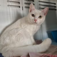 Blanche, chatte à adopter
