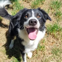 VADOR, chien à adopter