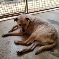 REXIE, chienne à adopter