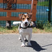 ALBY HAA24788, chienne à adopter