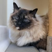 MINETTE, chatte à adopter