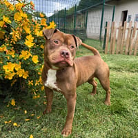 RADIS PAA24251, chien à adopter