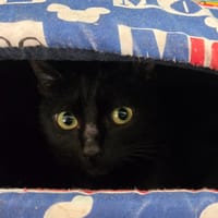 YURA, chatte à adopter