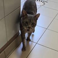 GRIZZLI, chat à adopter