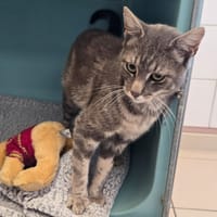 Mojito, chat à adopter