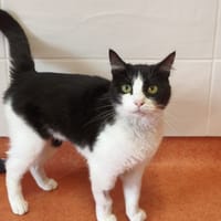 REDHOT, chatte à adopter