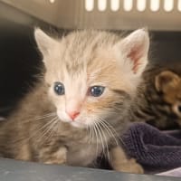 AURORE, chatte à adopter