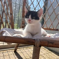 BALI, chatte à adopter