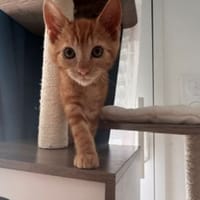 KAEL, chat à adopter