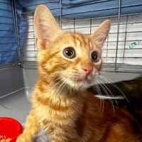 Salvador [Chaton], chat à adopter