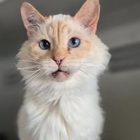 Chanel, chat à adopter