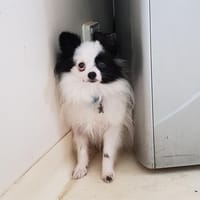 RICO PAA24249, chien à adopter