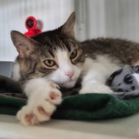 Minette, chatte à adopter