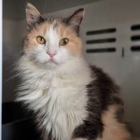 NORA, chatte à adopter