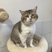RAMBO, chat à adopter