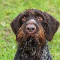 OWEN HAA24448, chien à adopter