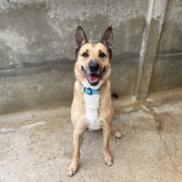 KARMA VAA, chien à adopter