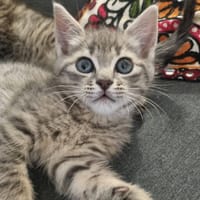 SAMMY, chat à adopter