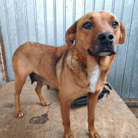 Sépia, chienne à adopter