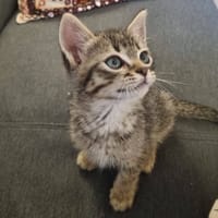 VÉRA, chatte à adopter