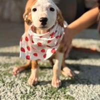 ZAMBIA (LARA), chienne à adopter