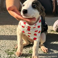 LIBIA (Lara), chienne à adopter