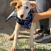 NIGER (Lara), chien à adopter
