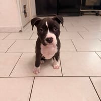 Raven, chienne à adopter