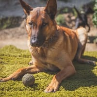 LOKI (Los Reyes), chien à adopter