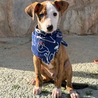 EGIPTO (Lara), chien à adopter