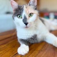 Cherry, chatte à adopter