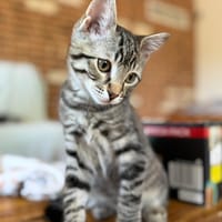 Sky, chat à adopter