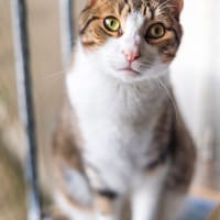 Simba, chat à adopter