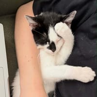 Loewe, chatte à adopter