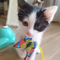 MAYWE À ADOPTER AVEC UN CHAT DÉJÀ PRÉSENT CHEZ VOUS, chat à adopter