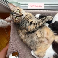 OPHÉLIA, chatte à adopter