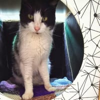 Hübsche, etwas ängstliche Katze Whitey, Katze zur Adoption