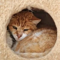 Etwas scheuer Kater George, Kater zur Adoption