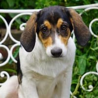 Fede möchte adoptiert werden, Hündin zur Adoption