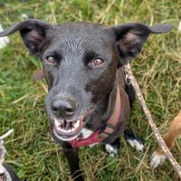 JUNA (Weibchen, 01.03.2020, Italien), Hündin zur Adoption