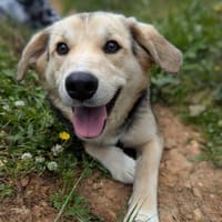 Mickey - sucht seine Menschen, Hund zur Adoption