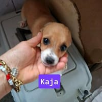 Zuckerschnuten Juna und Kaja, Hündin zur Adoption