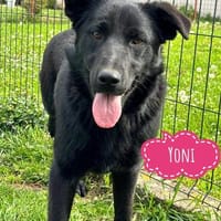 Yoni - Traumhündin verliert ihr Zuhause, Hündin zur Adoption
